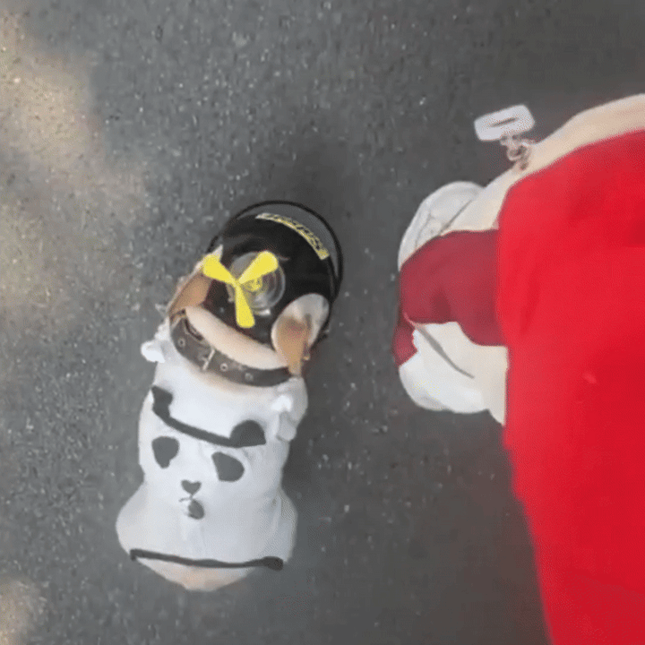 Pet Companion Motorcycle Helmet